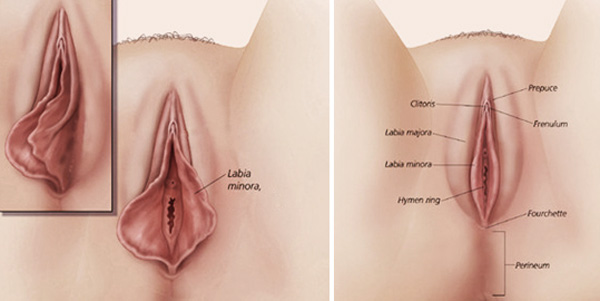 Lee más sobre el artículo ¿Qué es la cirugía genital femenina?